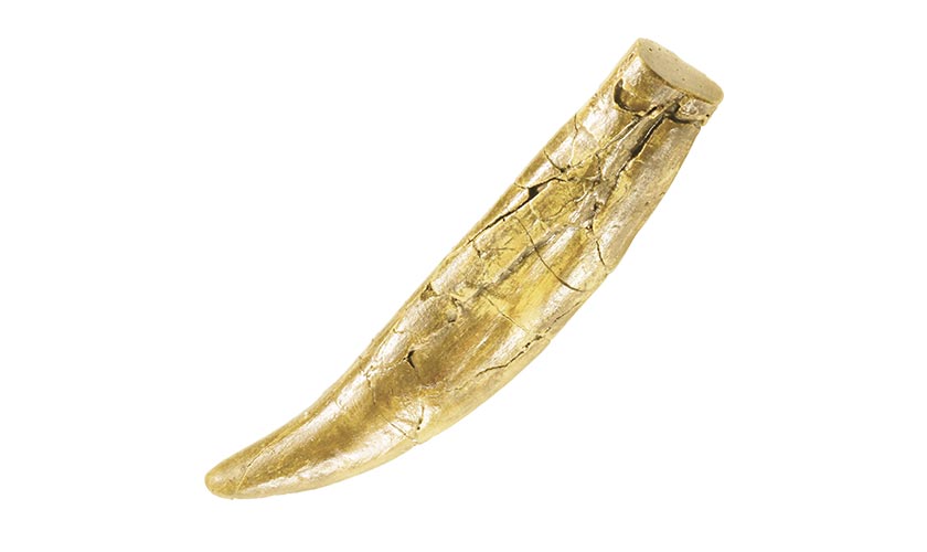 Science Kits T. Rex Tooth Excavation Kit