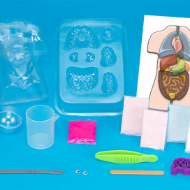 550032_Gross_Anatomy_Contents.jpg