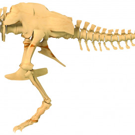 632120-Giant-Dino-Skeleton-model.jpg